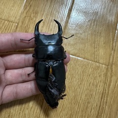 オオクワガタの画像