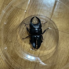 オオクワガタの画像