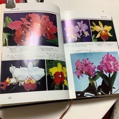 カラー園芸図鑑　洋らん　洋らん愛好家必備の図鑑　主婦の友社刊　カラー370枚の画像