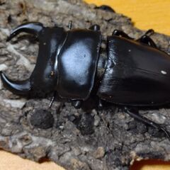 国産オオクワガタ　アンバランス血統　クーガ　オス１匹【安心決済への切り替え、発送対応可能】の画像