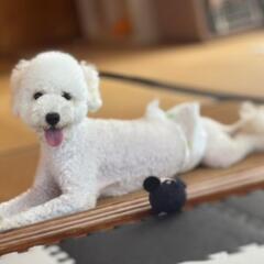 1歳♂ビションプー🐕💗
