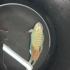 琉球闘魚　青系　1ペアの画像