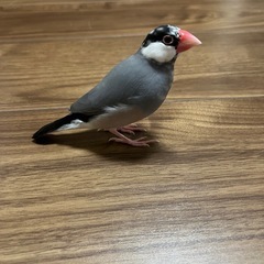 桜文鳥1歳