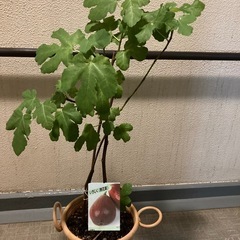 　いちじく　無花果の画像
