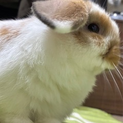 ホーランドロップ　女の子
