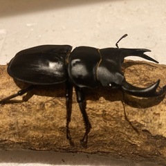 国産オオクワガタ♂♀ペアの画像