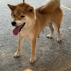 高齢ブリーダーさんの飼育が難しくなった為の募集