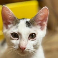 ミケ猫の男の子 3ヶ月ぐらい