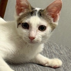 ミケ猫 前髪ありの女の子3ヶ月