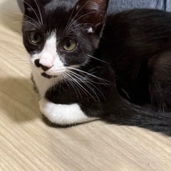 ハチワレの男の子