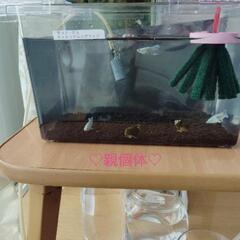 【希少】めだか マリアージュキッシングロングフィン☆ブルーアイ (2ペア) 若魚の画像