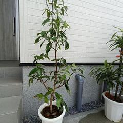 観葉植物販売中の画像