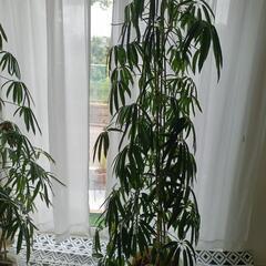 観葉植物販売中の画像