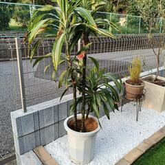 観葉植物販売中の画像