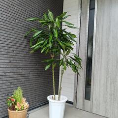 観葉植物販売中の画像