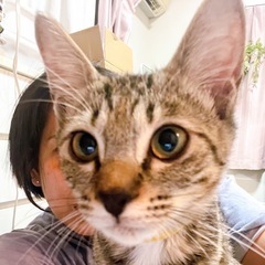 ① 2ヶ月くらいの子猫