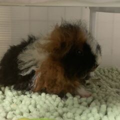 【モルモットの子をもらって下さい】
