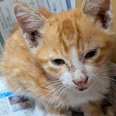 【緊急】母猫とはぐれたようで、保護しました
