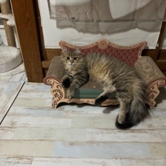 たぬき尻尾