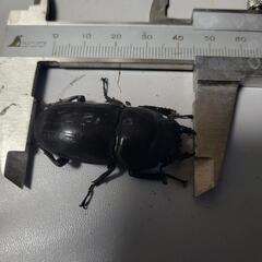 Kuni血統パラワンオオヒラタメスの画像