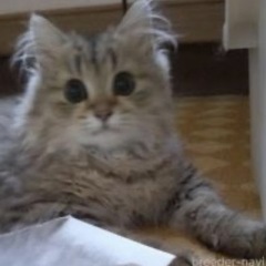 たぬきの尻尾