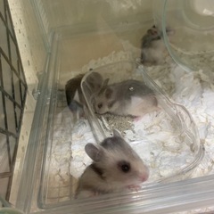 サムネイル
