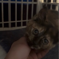 超超甘えん坊のサビ子猫ちゃん♀