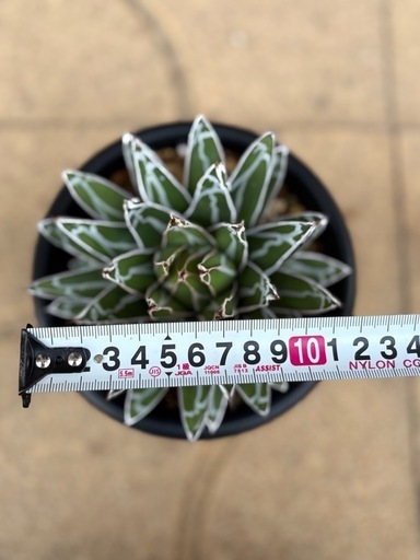 ★アガベ笹の雪★だるま葉 濃ペンキ極上株