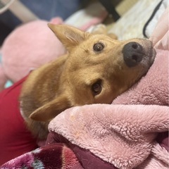 急遽里親募集