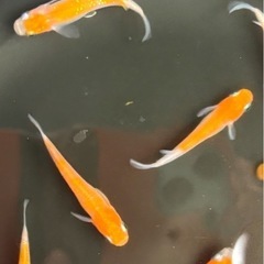 🉐メダカ紅白小町【幼魚】の画像