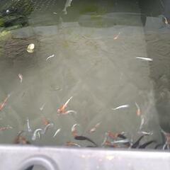 めだかいろいろ大量500匹ほどの画像