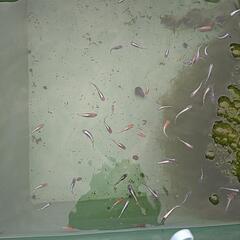めだかいろいろ大量500匹ほどの画像