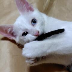 人馴れバッチリブルーアイ ずっとの家族になってください