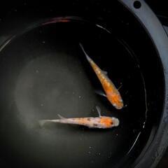 ☆三色ラメ1ペア☆めだか☆メダカ☆の画像