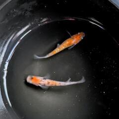 ☆三色ラメ1ペア☆めだか☆メダカ☆の画像