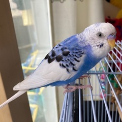 セキセイインコを探しています。ご協力お願いします。