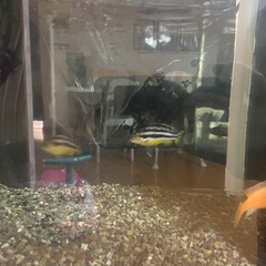 水槽と魚の画像