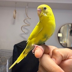 セキセイインコ　若雛　ハルクイン