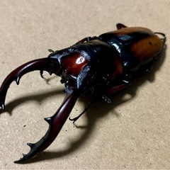ミラビリスノコギリクワガタ　♂ 68mmの画像