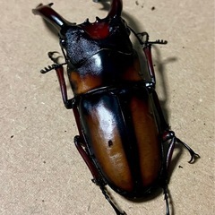 ミラビリスノコギリクワガタ　♂ 68mmの画像