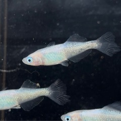 ロゼ　雄1雌4 まとめて！の画像
