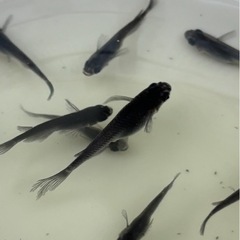 🉐🉐メダカサタン【稚魚、幼魚】の画像
