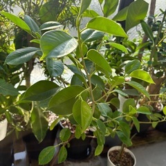 【引き取り】樹形よし　フィカス ガジュマル 観葉植物  の画像