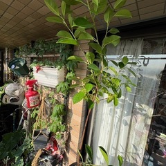 【引き取り】樹形よし　フィカス ガジュマル 観葉植物  の画像