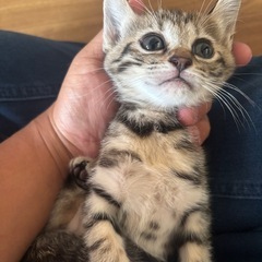 子猫　キジ猫4匹