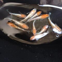 天照エボリューションメダカの画像