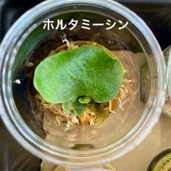 リドレイ入り✨ビカクシダ胞子培養_安心スタート4種苗セットの画像