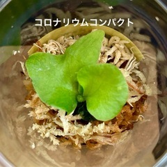 リドレイ入り✨ビカクシダ胞子培養_安心スタート4種苗セットの画像