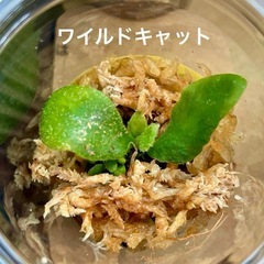 リドレイ入り✨ビカクシダ胞子培養_安心スタート4種苗セットの画像