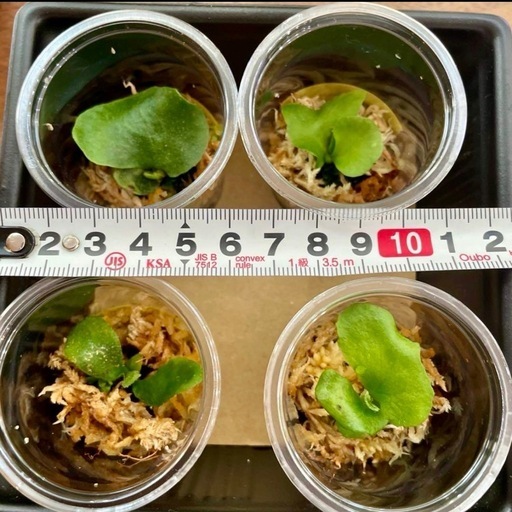 ビカクシダ胞子セット（6種） OMG、Elsaエルサ、Nanoナノ、月光爪哇